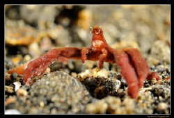 D300, 60mm AF-S, YS-110a strobes, Lembeh Straits by Kay Burn Lim 